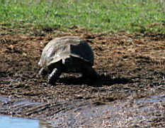 turtle addo IMG_3603.jpg